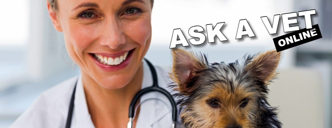 Ask a vet online