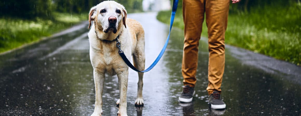 Dog leash training resources