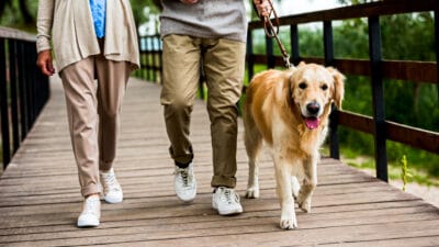 Dog leash walking training