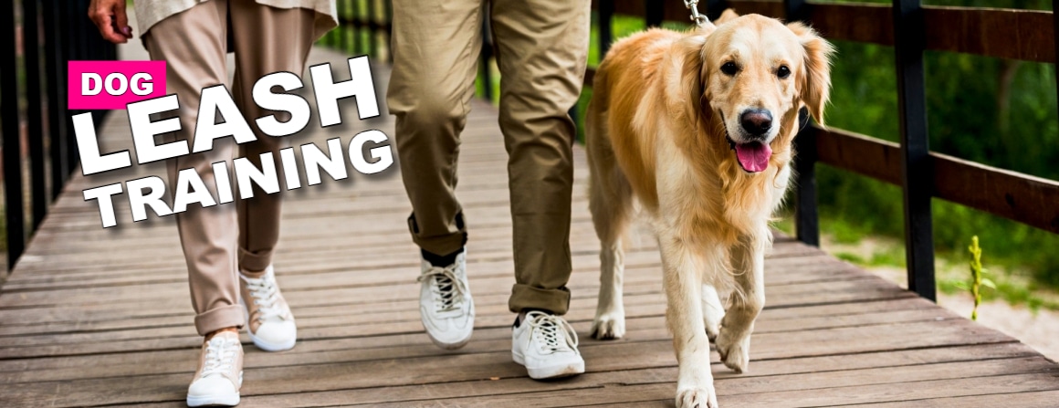 Dog leash walking trainingDog leash walking training