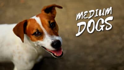 Medium dog breeds