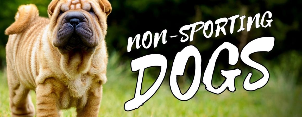 Non-Sporting dogs