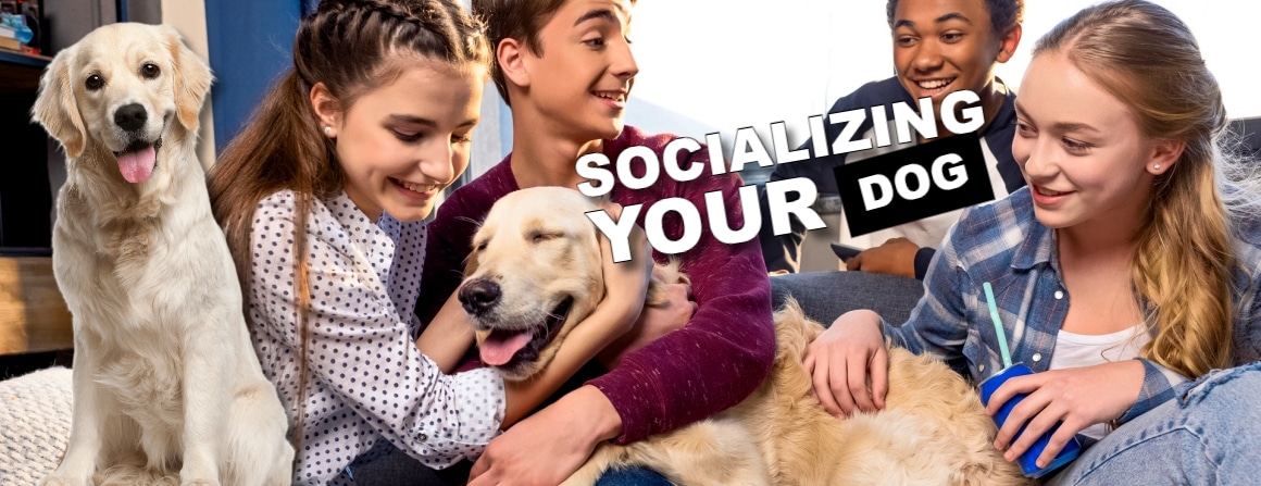 Socializing dog videos