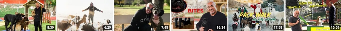 Cesar Millan dog training videos